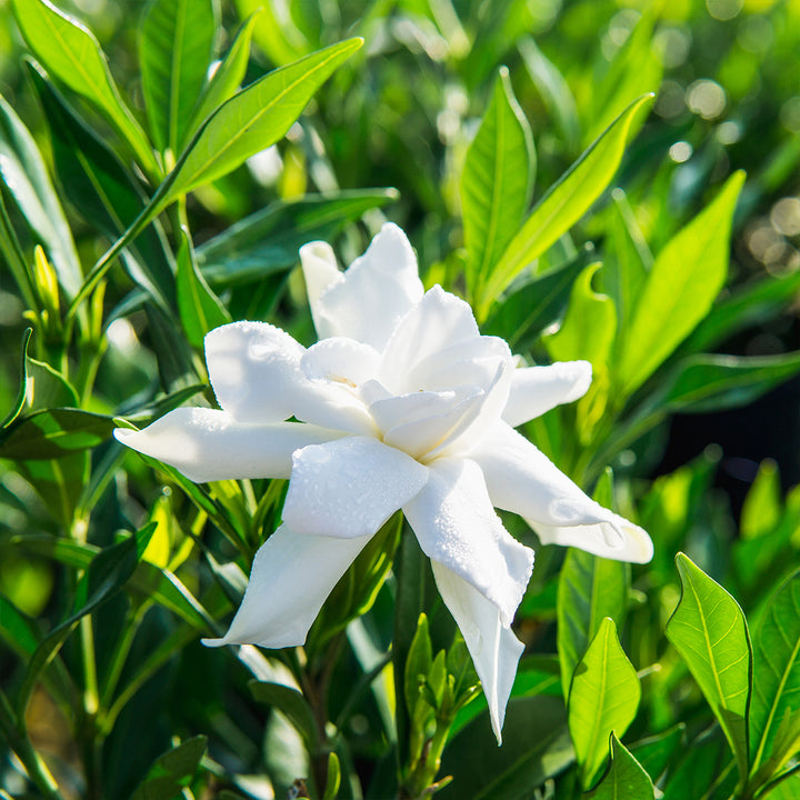 plant fertilizer for gardenias Liquid Fertilizer for Gardenias - 8 fl oz