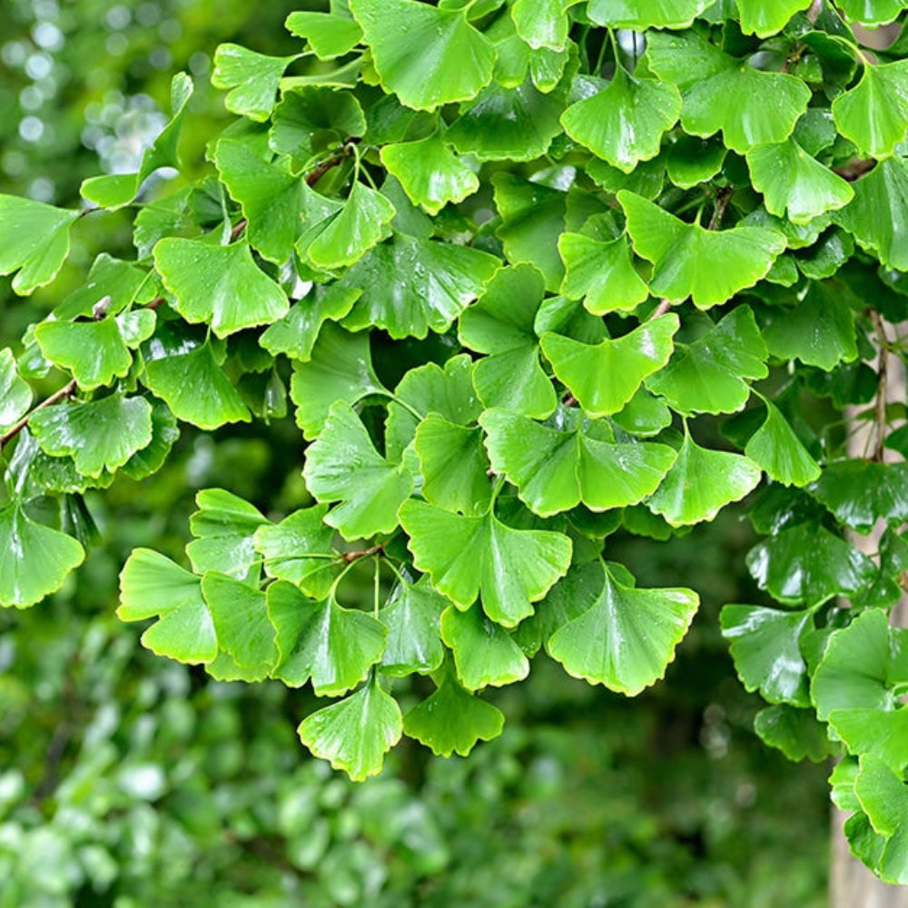 Ginkgo Tree - 2-3 ft