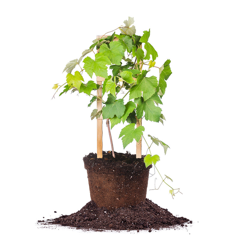 grape vine indoor plant Catawba Grape Vine - 2 Gallon