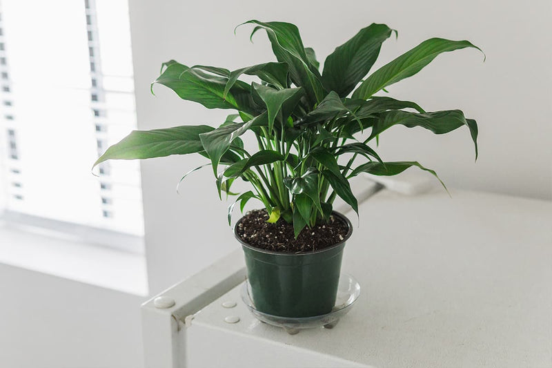 Green Peace Lily