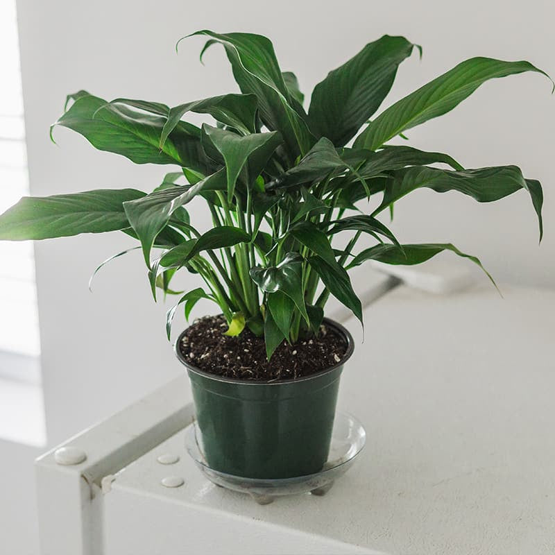 Aroid Plants for Sale | Perfect Plants