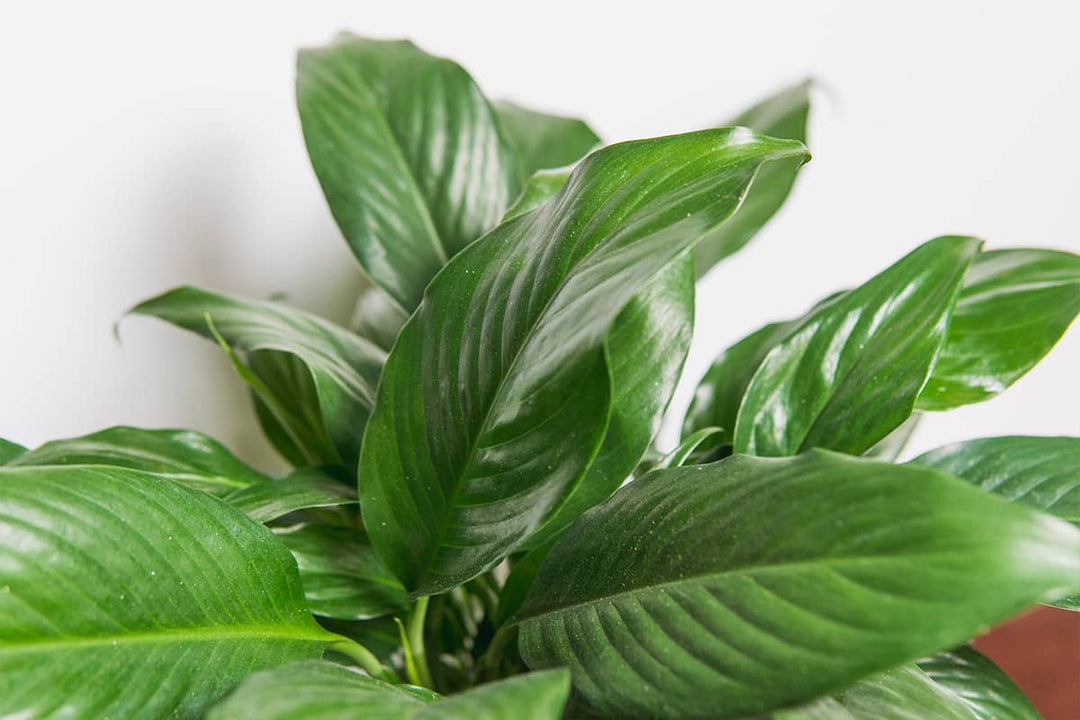 peace lily going green Buy Peace Lily for Sale | Online Houseplant Store