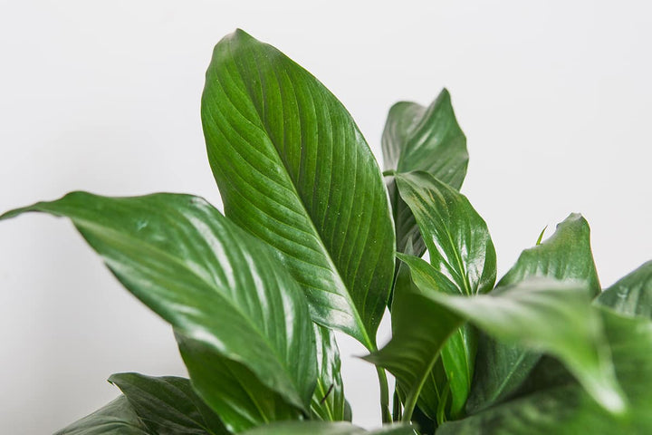 peace lily low maintenance Green Peace Lily