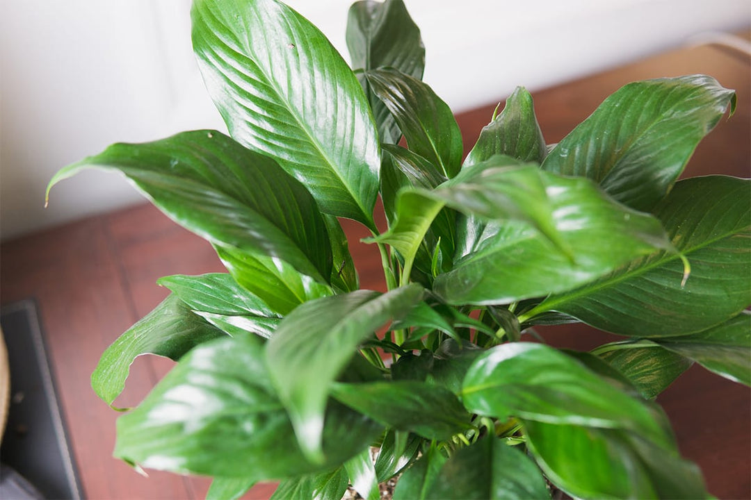 Buy Peace Lily for Sale | Online Houseplant Store