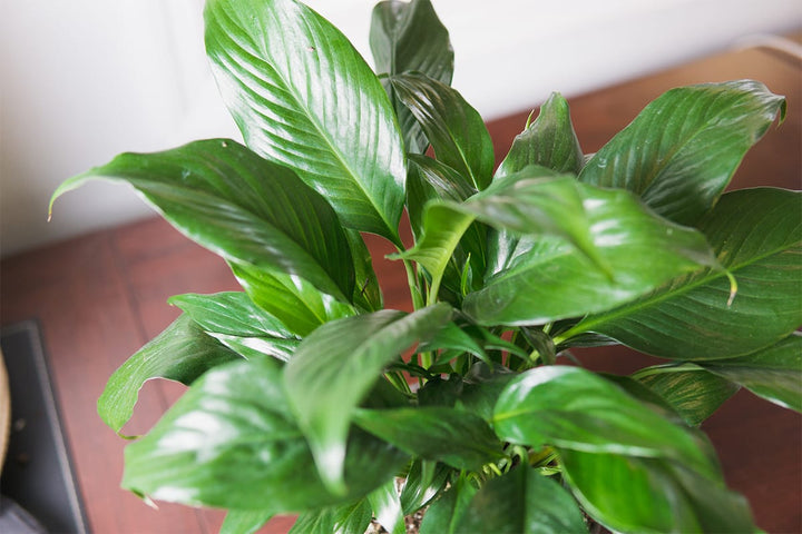 where to buy a peace lily plant near me Green Peace Lily - 6 Inch Pot