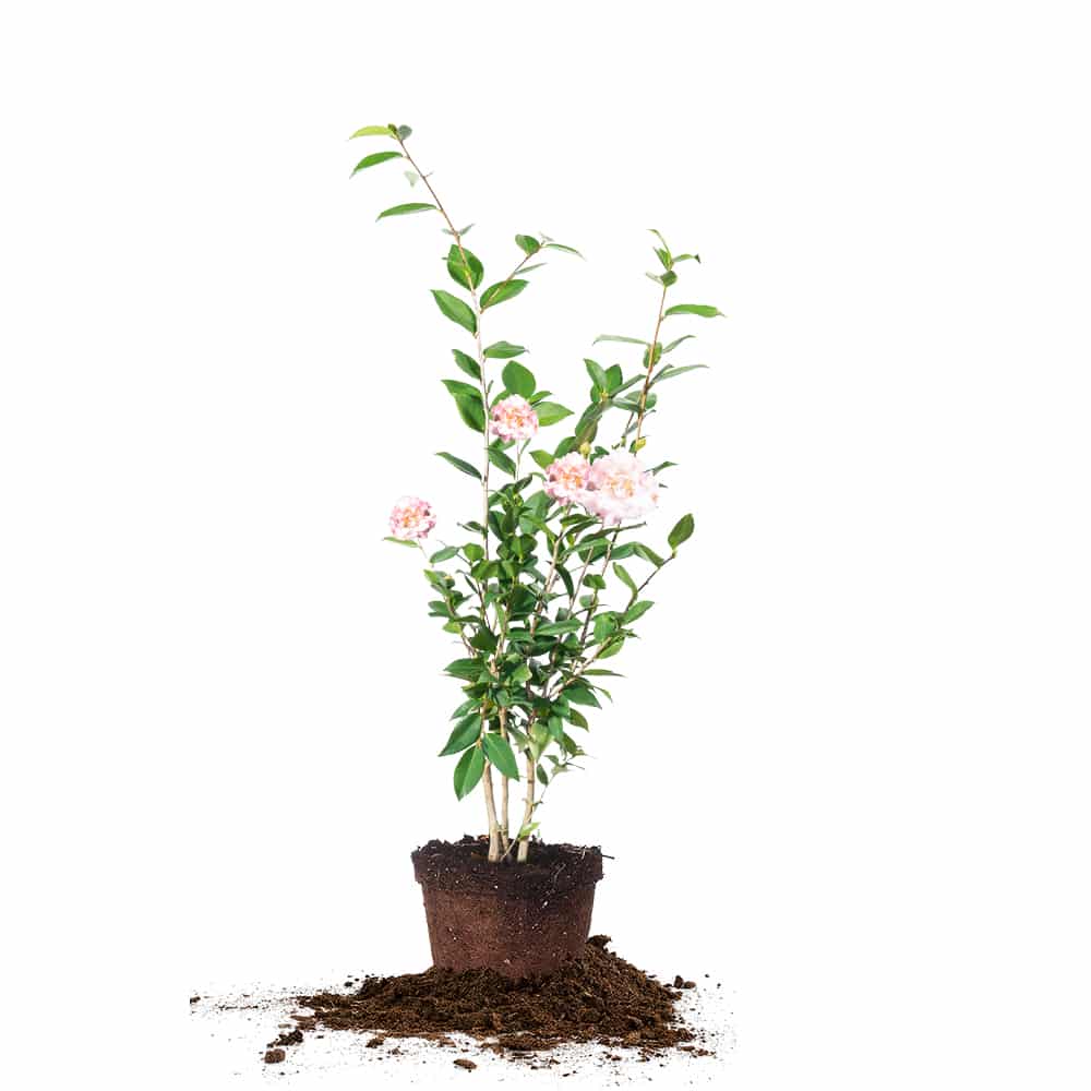 three gallon high fragrance camellia for sale