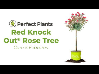 Red Double Knock Out® Rose Tree