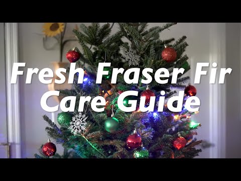 Fresh Fraser Fir Christmas Tree