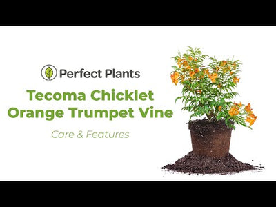 Tecoma Chicklet Orange Trumpet Vine