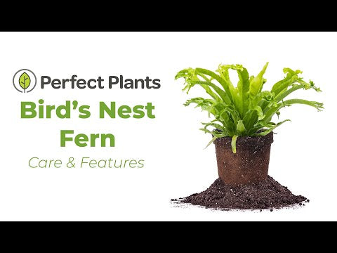 birds nest fern origin Shop Leslie Japanese Birds Nest Fern for Sale