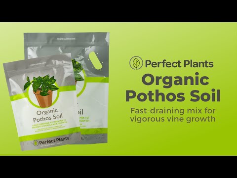 best potting mix for pothos Organic Pothos Soil - 4 Quart