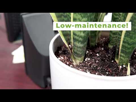 Snake Plant Laurentii - 10 Inch Pot