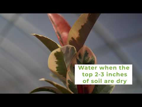 tineke vs ruby rubber tree Variegated Rubber Plant Ficus Tineke - 6 Inch Pot