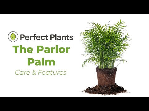 Parlor Palm