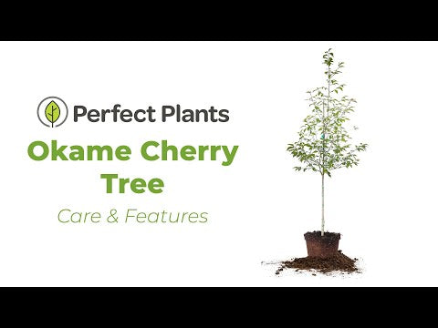 Okame Cherry Tree