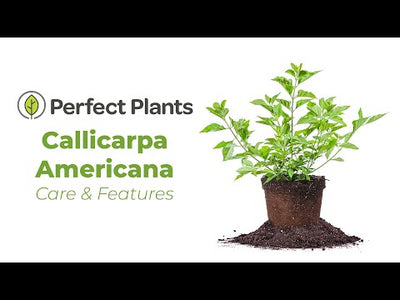 American Beautyberry Callicarpa Americana