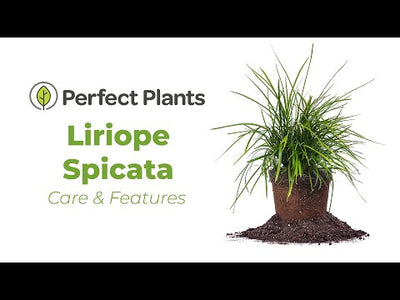 Creeping Lilyturf Liriope Spicata