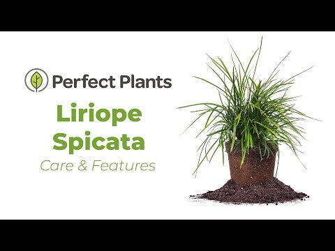 liriope herbicide Buy Creeping Lilyturf Liriope Spicata for Sale