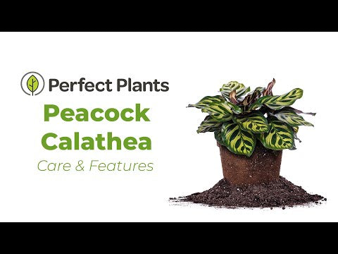 Buy Peacock Calathea Makoyana for Sale