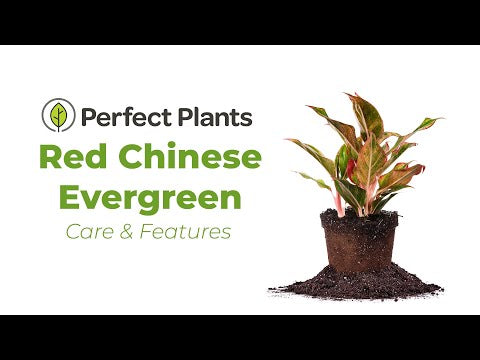 aglaonema siam red care Buy Red Chinese Evergreen Aglaonema 'Siam Aurora'