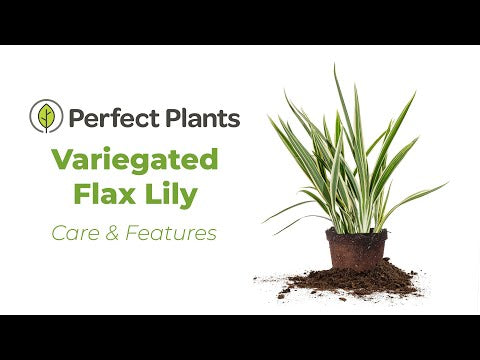 white variegated flax lily Variegated Flax Lily Shrub - 1 Gallon / Single