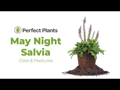 May Night Salvia