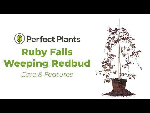 Ruby Falls Weeping Redbud Tree