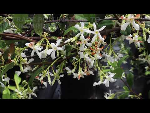 Star Jasmine - 1 Gallon / 4-Pack