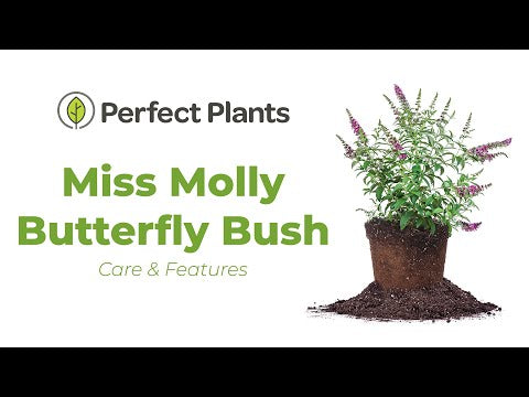 Buy Buddleia Miss Butterfly Butterfly Bush for Sale