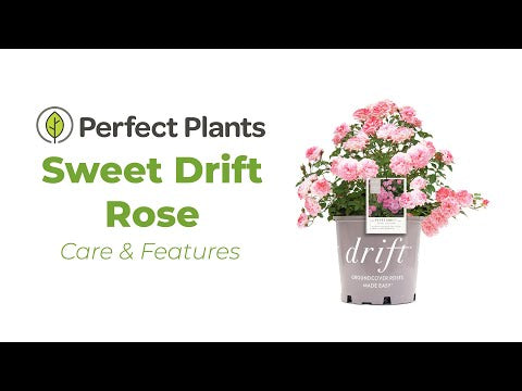 Sweet Drift® Rose Bush