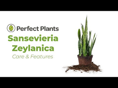 Sansevieria Zeylanica Snake Plant