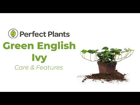thumbnail image 2 of 10 Live Rooted English Ivy Plants – 6 Inch Green Vine Groundcover – Bare Root, Hardy 2 of 3