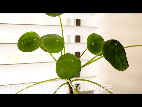 Buy Pilea peperomiodes