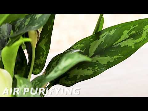 Aglaonema 'Maria' for Sale | Chinese Evergreen