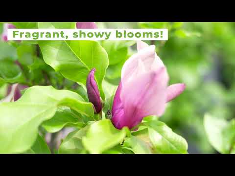 alexandra magnolia lily flower tree Alexandrina Magnolia Tree for Sale