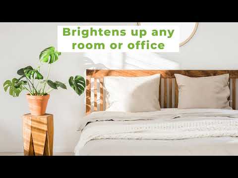 monstera deliciosa bedroom Monstera Deliciosa for Sale | Buy Monstera Plants