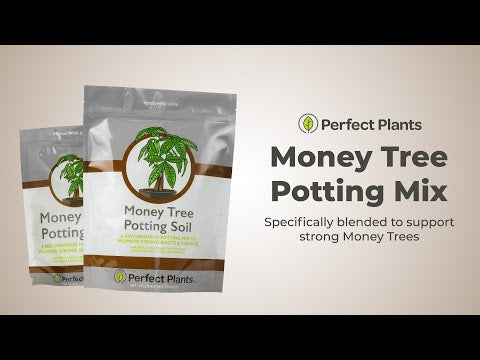 money tree potting mix Money Tree Soil Mix - 4 Quart