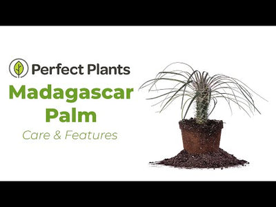 Madagascar Palm Tree