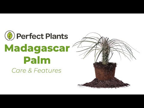madagascar palm plant care Buy Madagascar Palm Trees for Sale