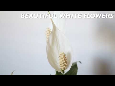 japanese peace lily for sale Buy Peace Lily for Sale | Online Houseplant Store