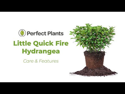 Little Quick Fire® Hydrangea Bush