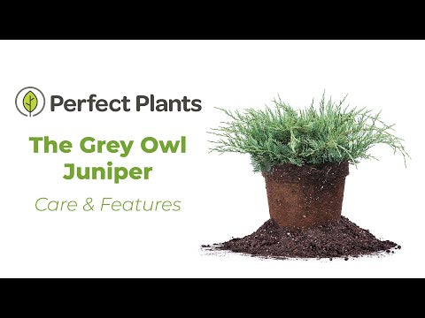 Grey Owl Juniper Shrub