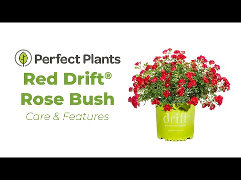 Red Drift® Rose Bush