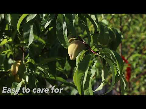 Buy O' Henry Peach Tree | Juicy Yellow Fruit | Perfect Plants