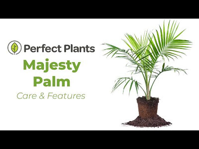 Majesty Palm Tree