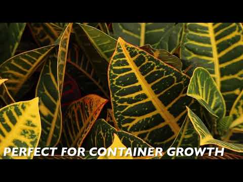 croton mammy yellow Croton Mammy - Codiaeum Variegatum | Crotons for Sale