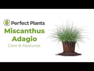 Product video Miscanthus Adagio ornamental grass. Unique flowering shrub that flowers in early fall