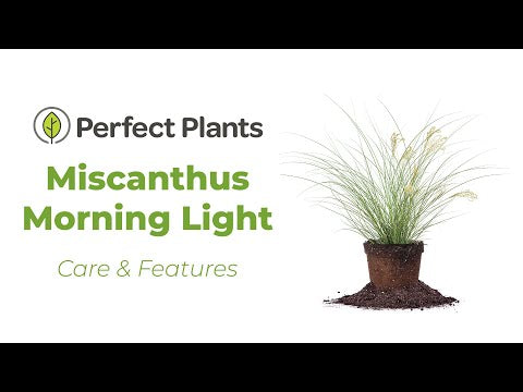 Miscanthus Morning Light Grass