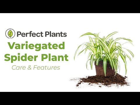 variegated purple spider plant Variegated Spider Plant for Sale | Buy Houseplants Online