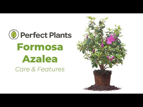 Lavender Formosa Azalea Shrub
